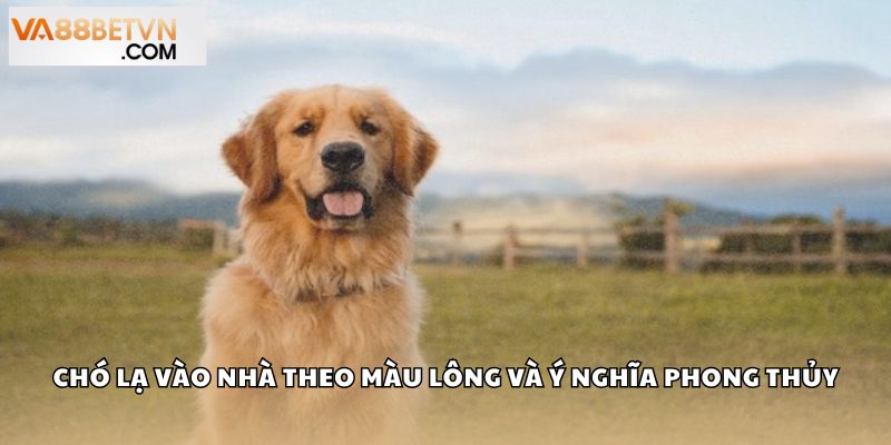Chó lạ vào nhà theo màu lông và ý nghĩa phong thủy