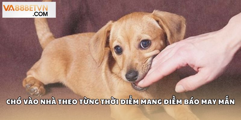 Chó vào nhà theo từng thời điểm mang điềm báo may mắn