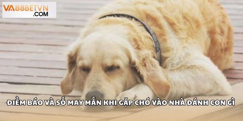 Điềm báo và số may mắn khi gặp chó vào nhà đánh con gì