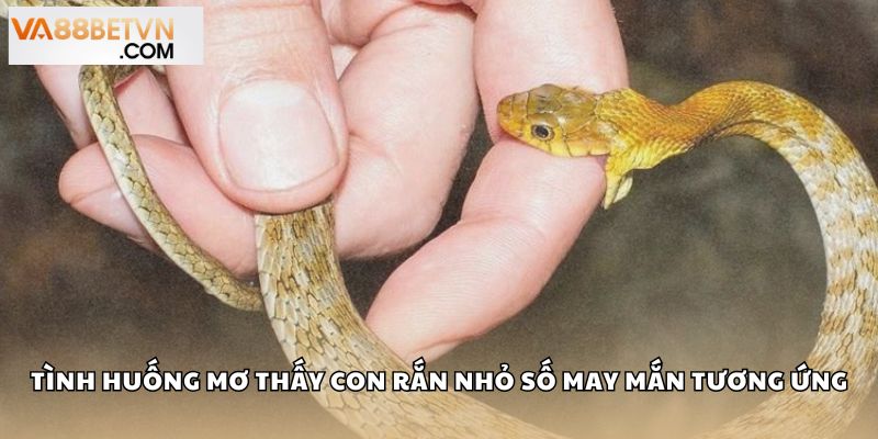 Tình huống mơ thấy con rắn nhỏ và số may mắn tương ứng